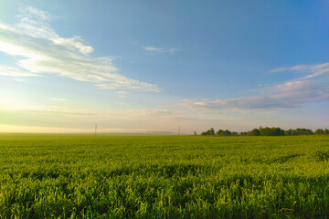 andscape with a summer field at sunrise