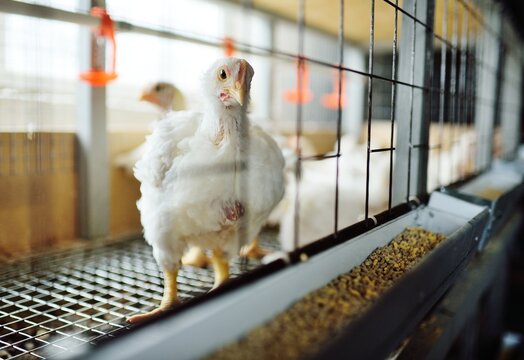 broiler chickens in cages on the background of a poultry farm and mixed feed