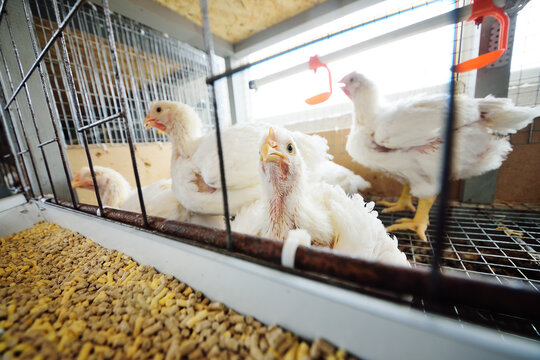 Poultry farm, raising broiler chickens. Adult chickens sit in cages and eat compound feed