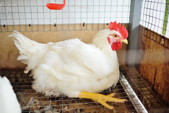 Growing broiler chickens. Huge broiler rooster close-up sitting in a cage and eating feed on the background of a poultry farm.