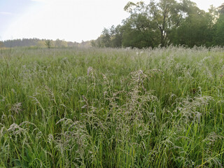 closeup image of grass in a field