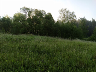 Fototapeta na wymiar landscape with a summer field