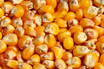 Bright yellow, orange, ripe, dry corn kernels in the end of summer (in fall) close-up, selective focus. Background (texture) of edible vegetable seeds. Food after harvest stocks for the winter.