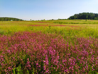 Fototapeta na wymiar image of a blooming field in the morning