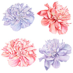 Bouquet of peony flowers. Isolated drawing.