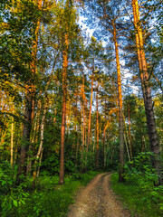 image of a country road in a forest