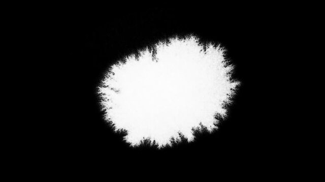 Set of 4 video clips of white expanding paint bleeds on black backdrop. Can be used as a graphic element or as a luma matte to reveal images.