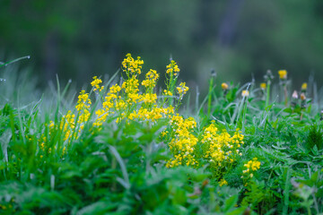 closeup image of yellow wildflowers