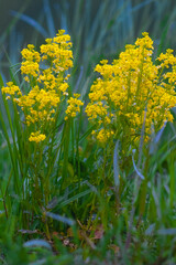 closeup image of yellow wildflowers