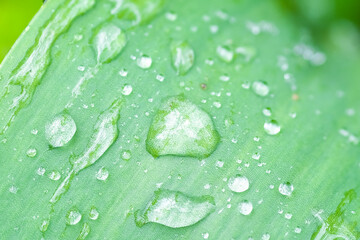 closeup image of raindrops on grass