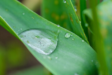 closeup image of raindrops on grass