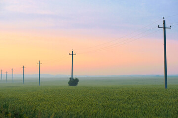 Obraz premium image of a power line on a field at sunset in summer