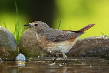 Common Redstart (Phoenicurus phoenicurus), female in the water of bird's watering hole. Czechia. Europe.