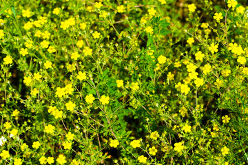 the image of grass background and flowers