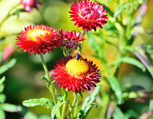 Helichrysum ( Straw flower) blooming outdoors. (Helichrysum bracteatum)
