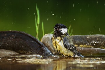 Obraz na płótnie Canvas Great tit sprays water while swimming in the water of a bird's waterhole. Czechia. Europe. 