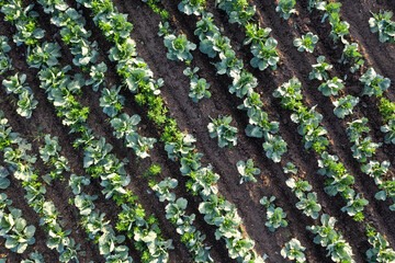 Cabbage plantation in the field. Vegetables grow in a rows. Aerial view from drone