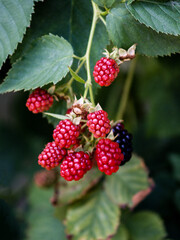 unripe blackberries on the branch at garden