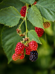 unripe blackberries on the branch at garden
