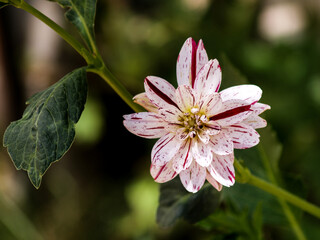 elegant red wine dahlia at garden