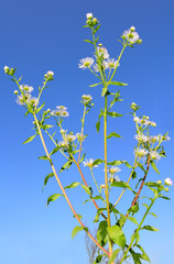 Selective focus on white Daisy flowers blooming with a blue sky