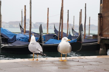 gondola  © alejandro
