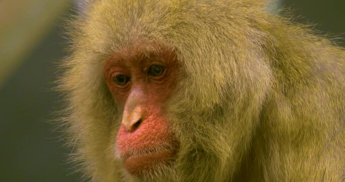 Japanese macaque looking around sad 