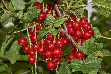 Summer. Red currants have ripened in the garden of a country house.