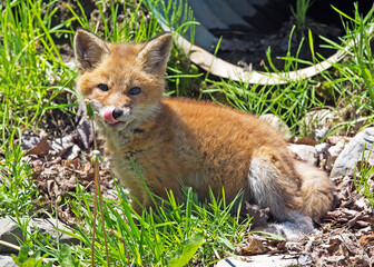 red fox pup alongside roadside drainage culvert