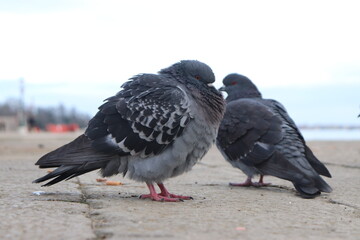 birds