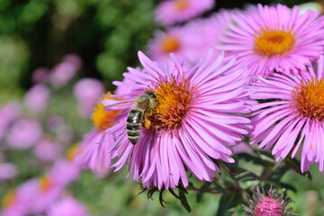 Obraz premium Lilac chrysanthemum with bee