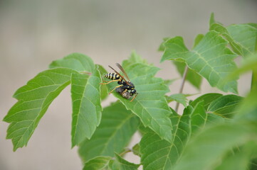 Wasp on a green leaf 