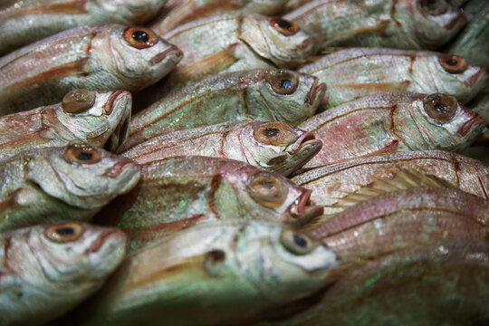 fresh fish lying on the ice, photo taken at a fish exhibition, close-up