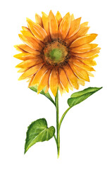 Obraz premium Hand drawn watercolor illustration of yellow sunflower isolated on white background. Hand painted floral element for wedding invitations, greeting cards, scrapbooking