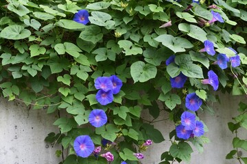 Ipomoea indica is a species of flowering plant in the family Convolvulaceae, known by several common names, including Blue morning glory, Oceanblue morning glory, Koali awa, and Blue dawn flower. - obrazy, fototapety, plakaty