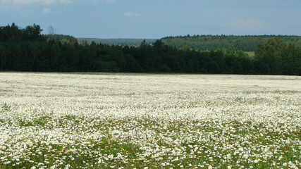 Сhamomile bloom on the field