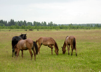 Naklejka na ściany i meble A herd of young foals grazing on a field.