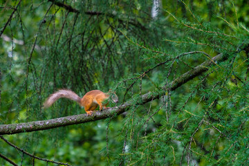 Squirrel jumping on the branches of larch with green needles. Summer day in a city park. Wildlife life in the city. Copy space.