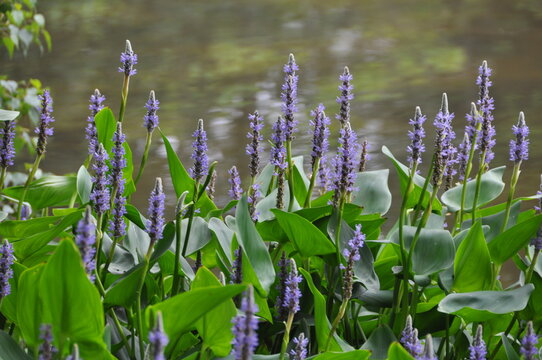 Pondside Pickerel Purple Points