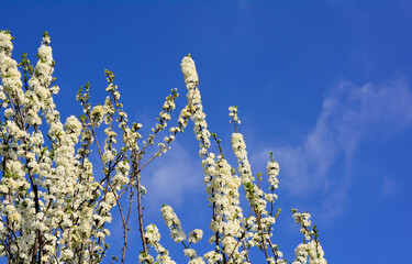 Blooming apple tree in spring against the sky