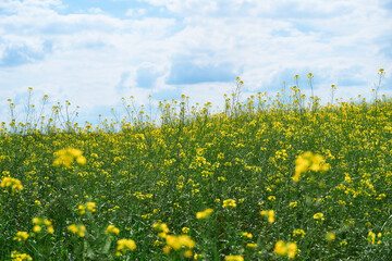beautiful summer landscape - a meadow with yellow flowers in the forest on a bright Sunny day