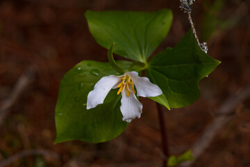 White Trillium wildflower close-up
