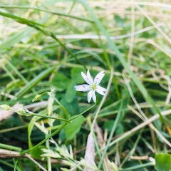 green grass and flowers