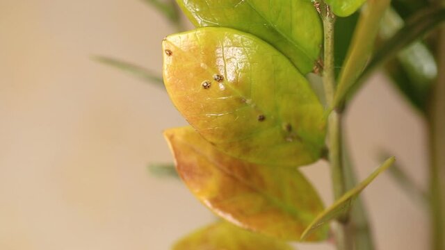 Video of Diaspididae insects on leaf vessel. Armored scale insects at home plants. Insects suck plant. Infested.