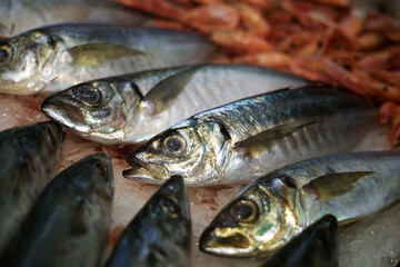 fresh mackerel fish lying on ice, photo taken at a fish exhibition