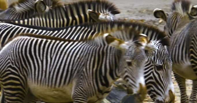 Close up of zebras head, groups and youngs