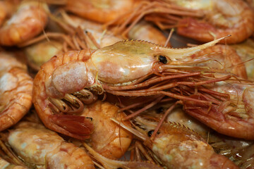 fresh prawns on ice, photo taken at a fish exhibition, close-up