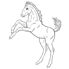 Obraz na płótnie Canvas Hand drawn vector of foal isolated on white background. Black and white stock illustration of young horse for coloring book.