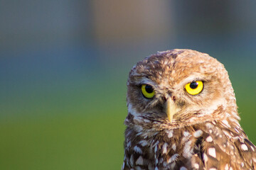 Burrowing Owl