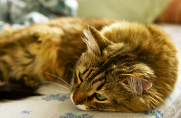 A red fluffy cat with green eyes lies on a white sheet with ornaments in a blue flower. The...